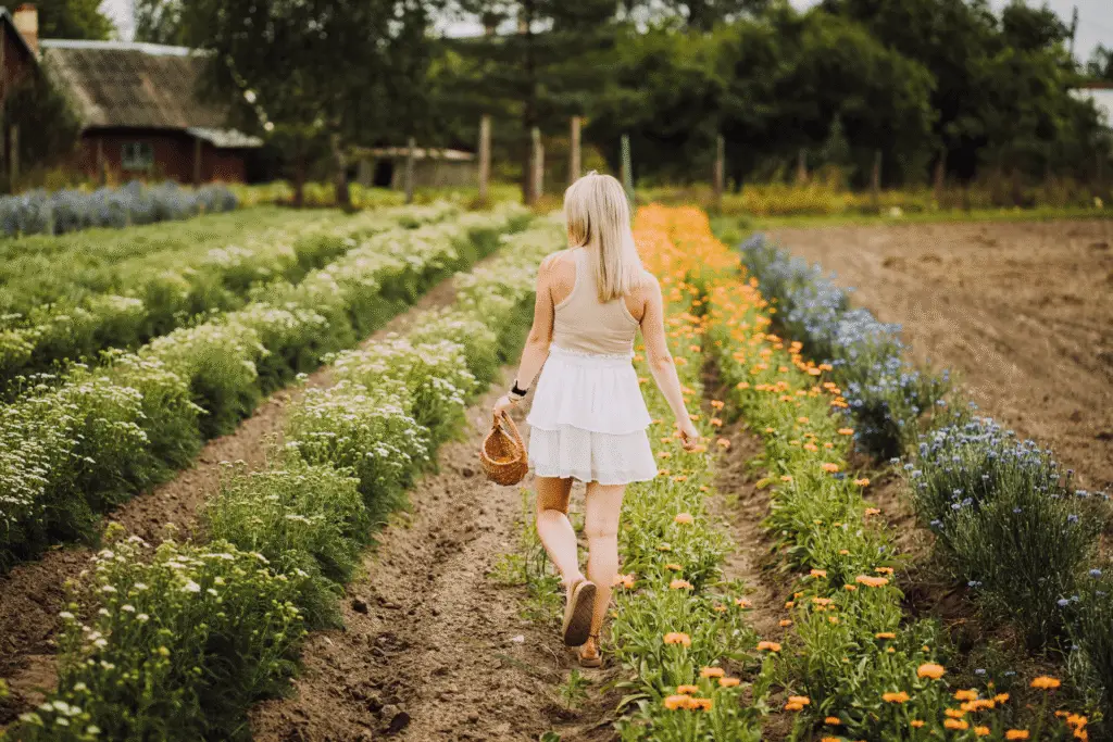 Energiatalu-ravimtaimede-põllul-jalutav-tüdruk